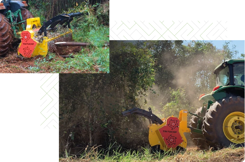 vegetação secundária 